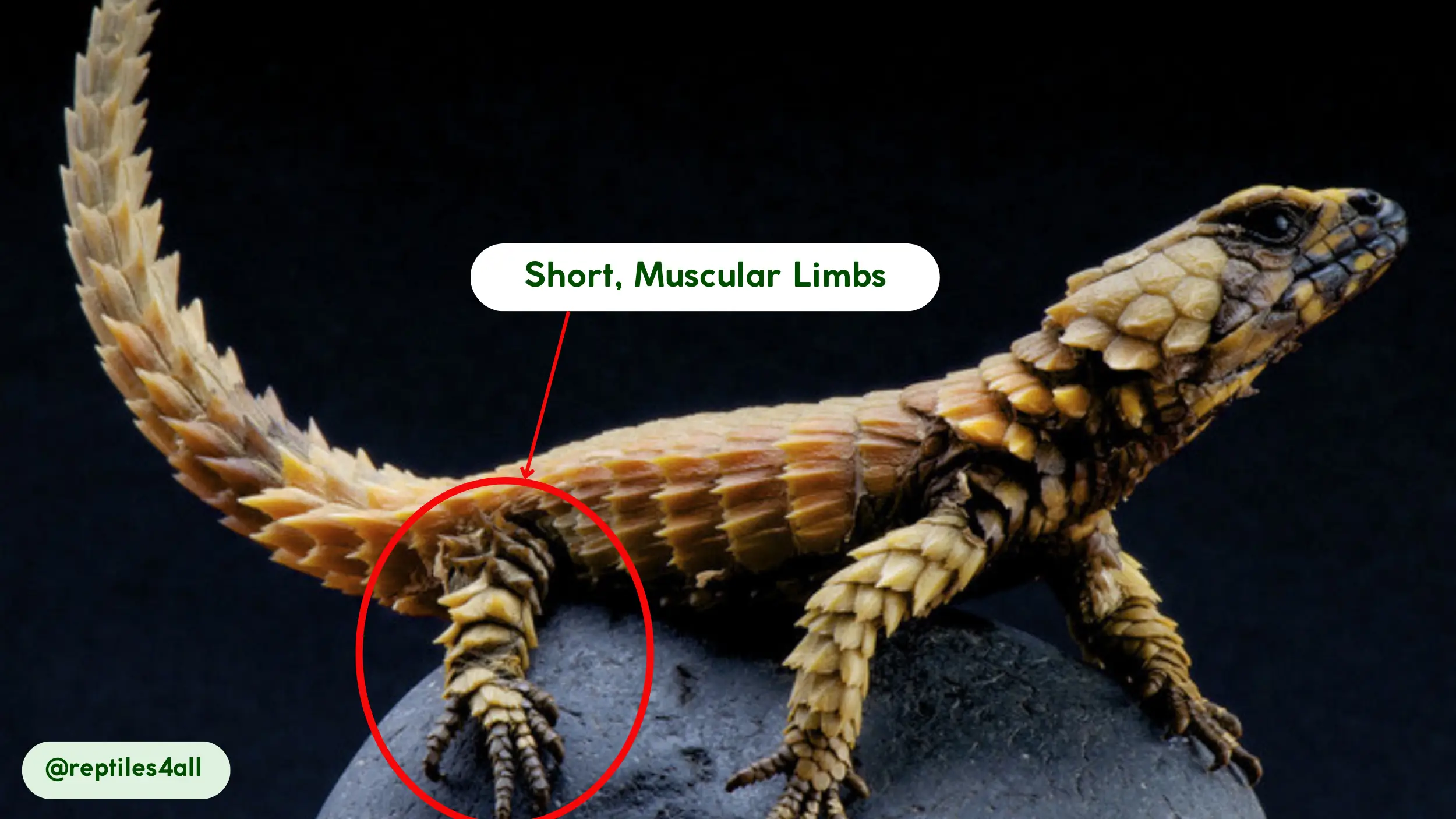 movements and abilities of armadillo lizard