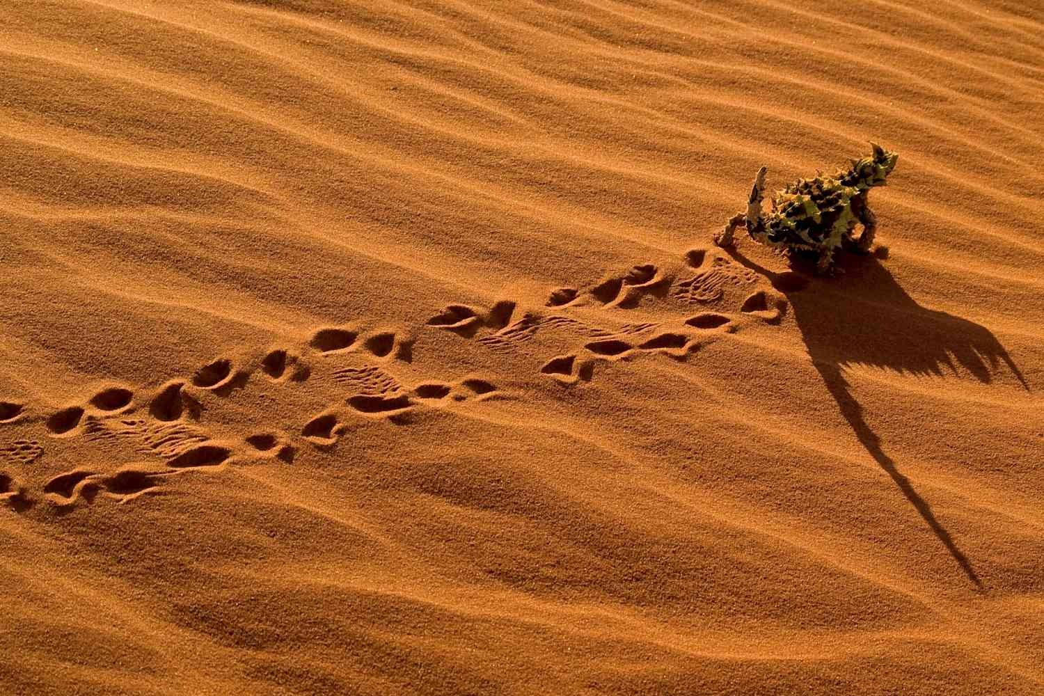 movements and abilities of thorny devil