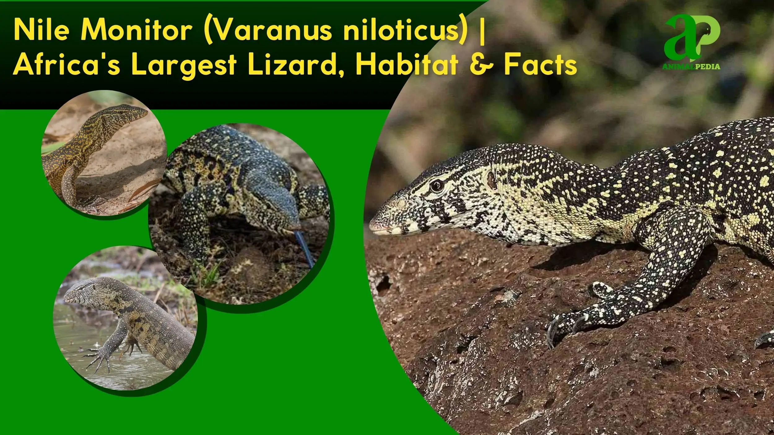 Nile Monitor (Varanus niloticus): Africa’s Largest Lizard, Habitat, Behavior, Diet & Facts