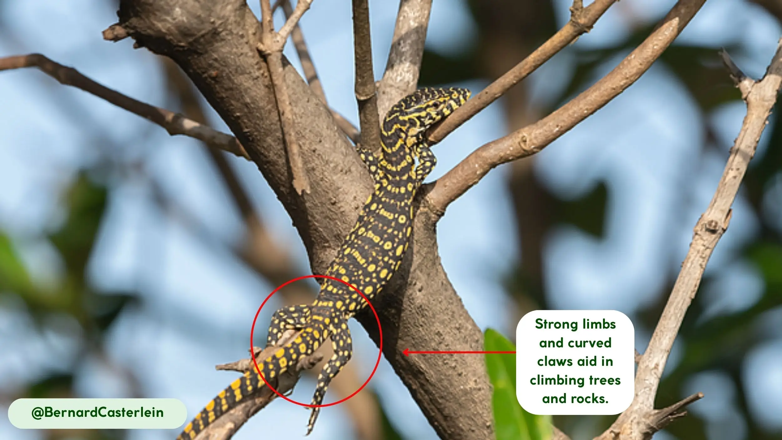 nile-monitor--climbing