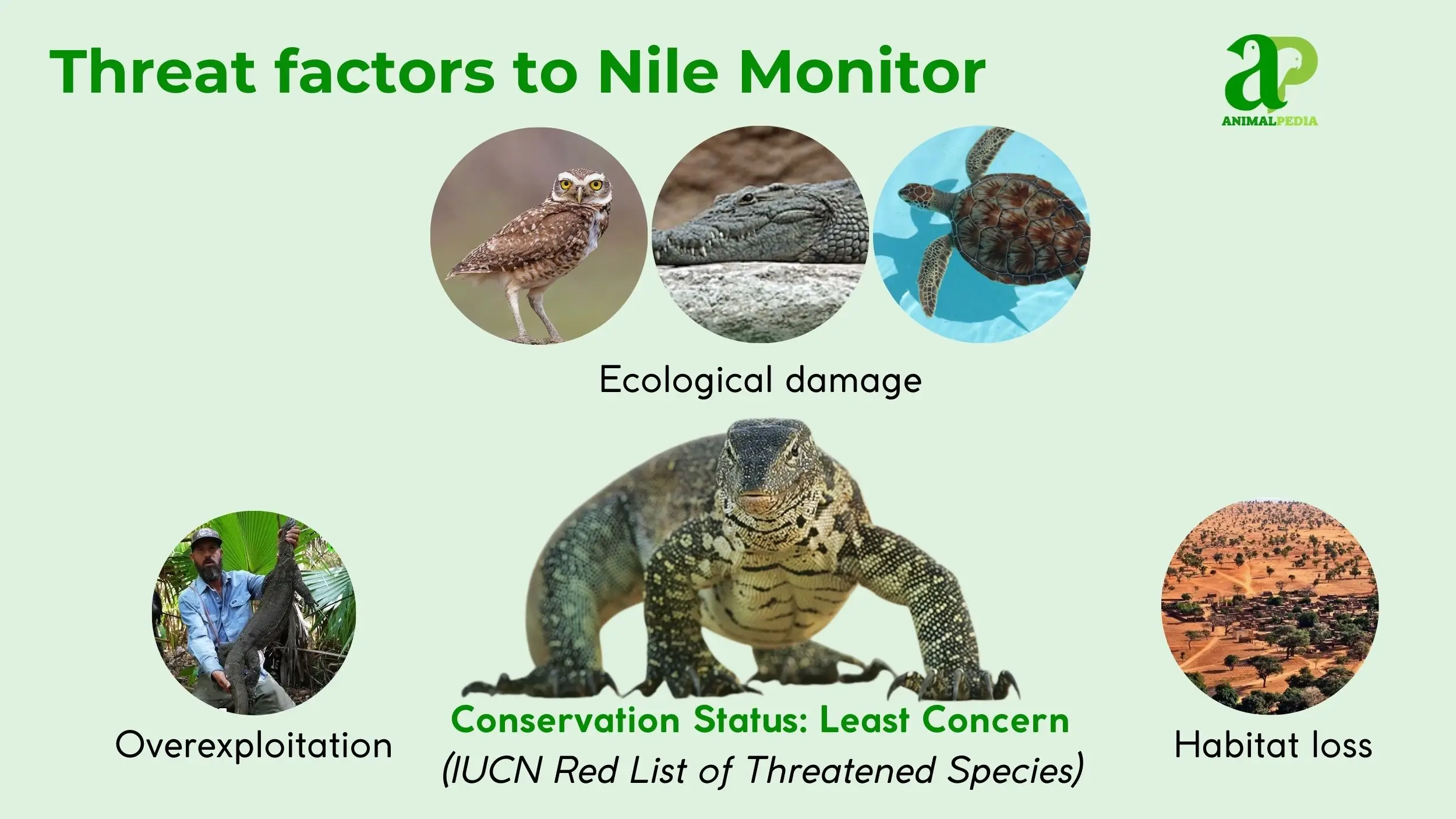 Nile monitor conservation least concern