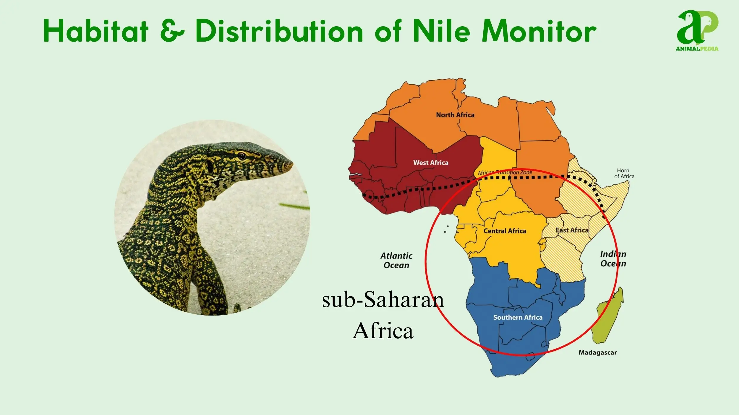Nile monitor habitat range Africa
