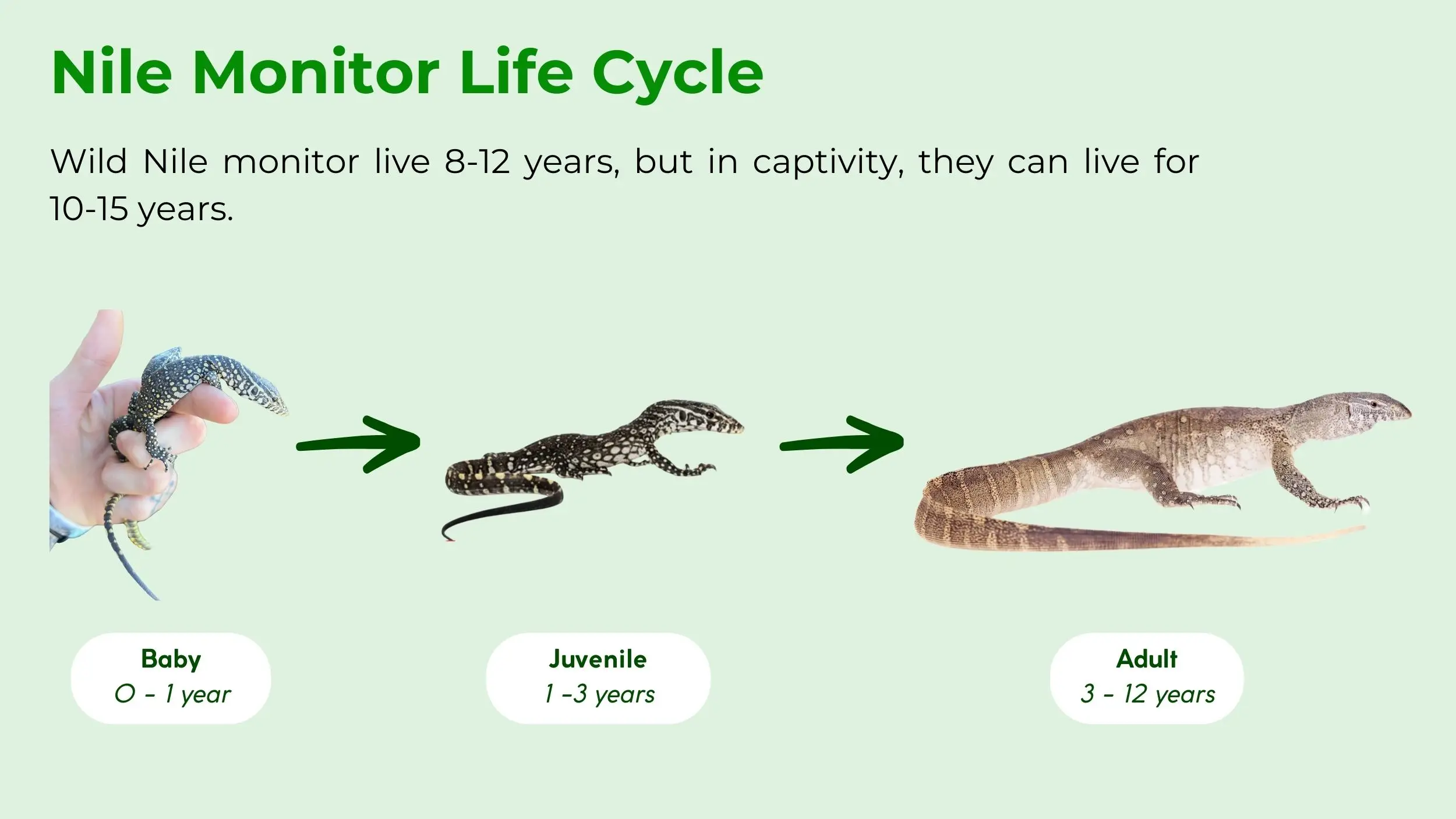 nile monitor life cycle