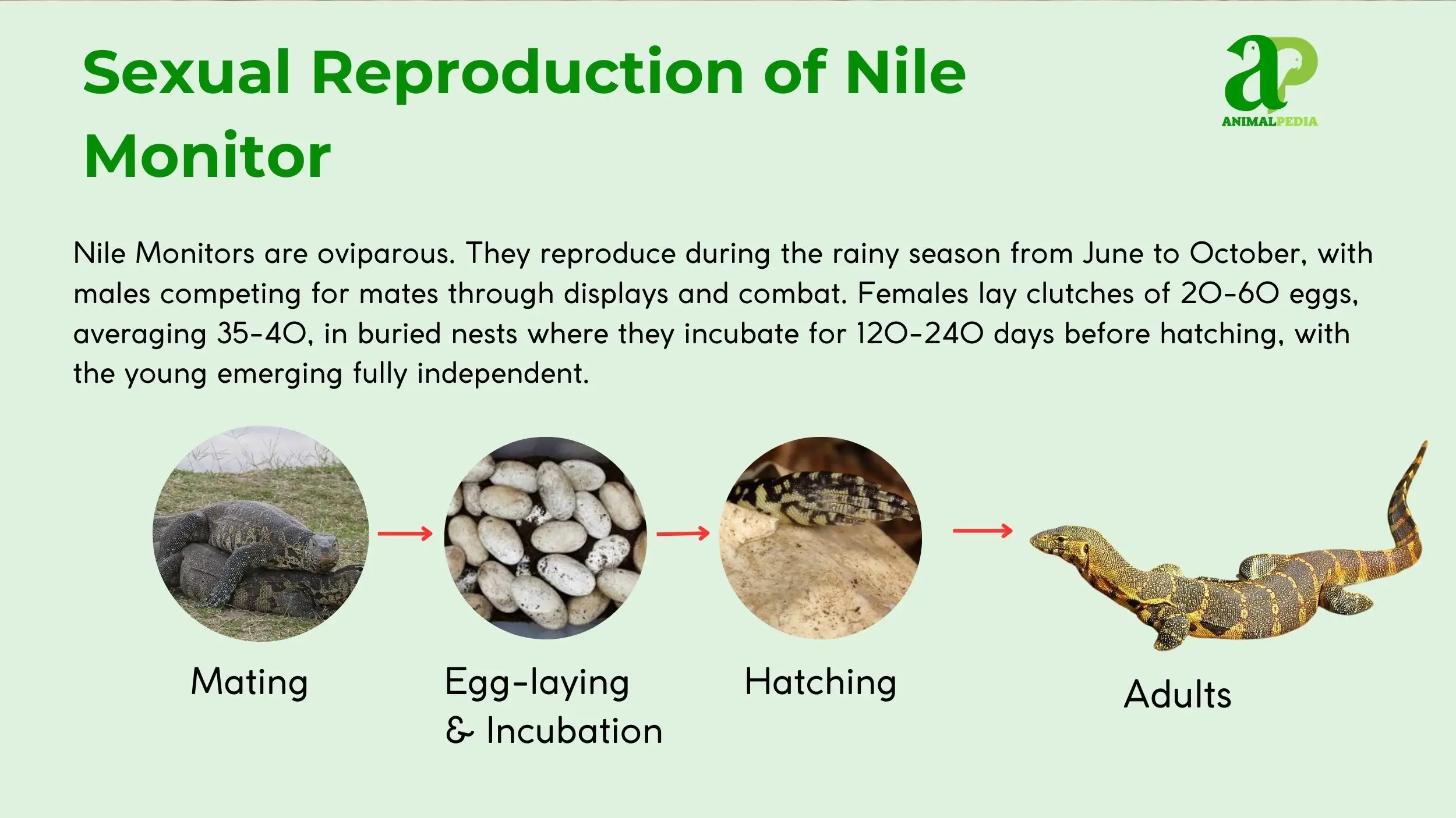 nile monitor reproduction