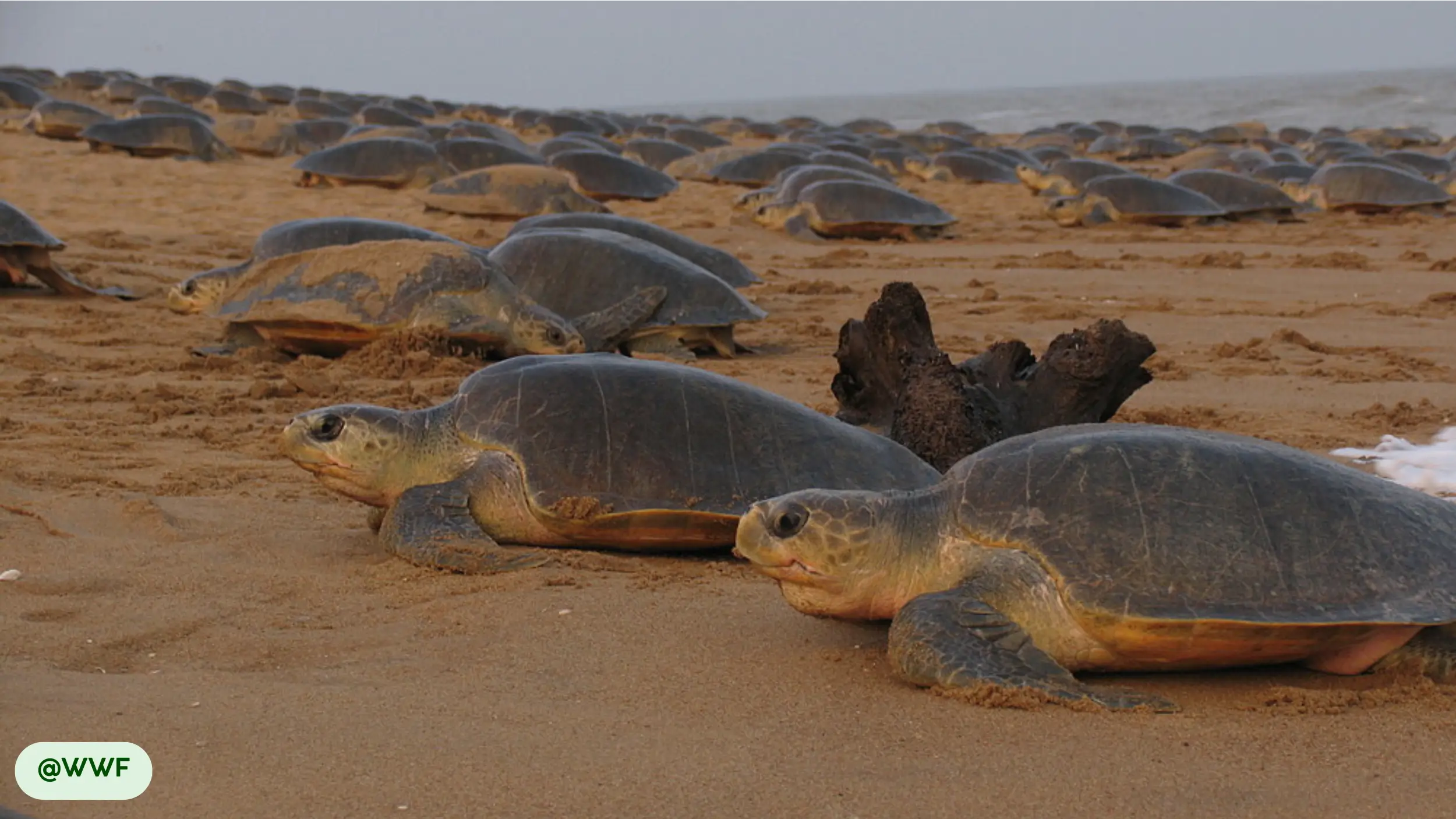 Olive Ridley Sea Turtle is the most abundant sea turtle