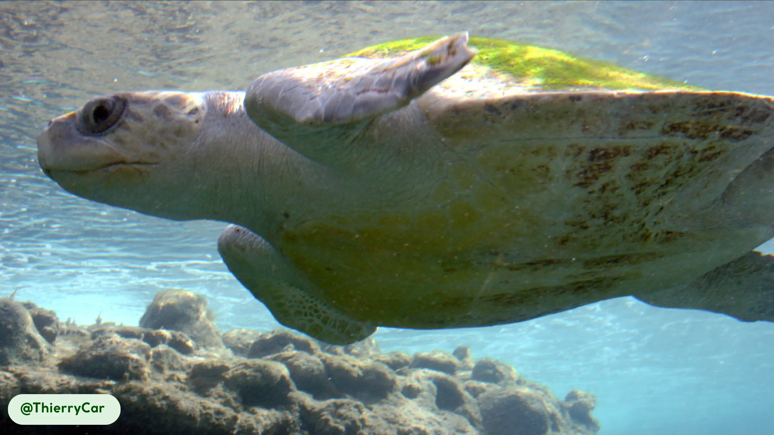 olive ridley sea turtle active day and night