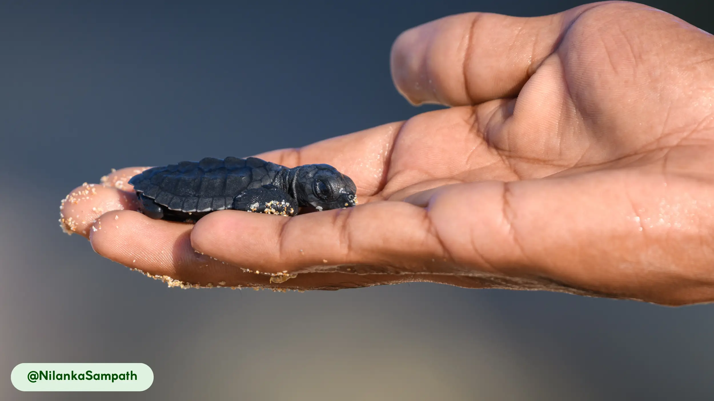 olive ridley sea turtle beneficial to humans