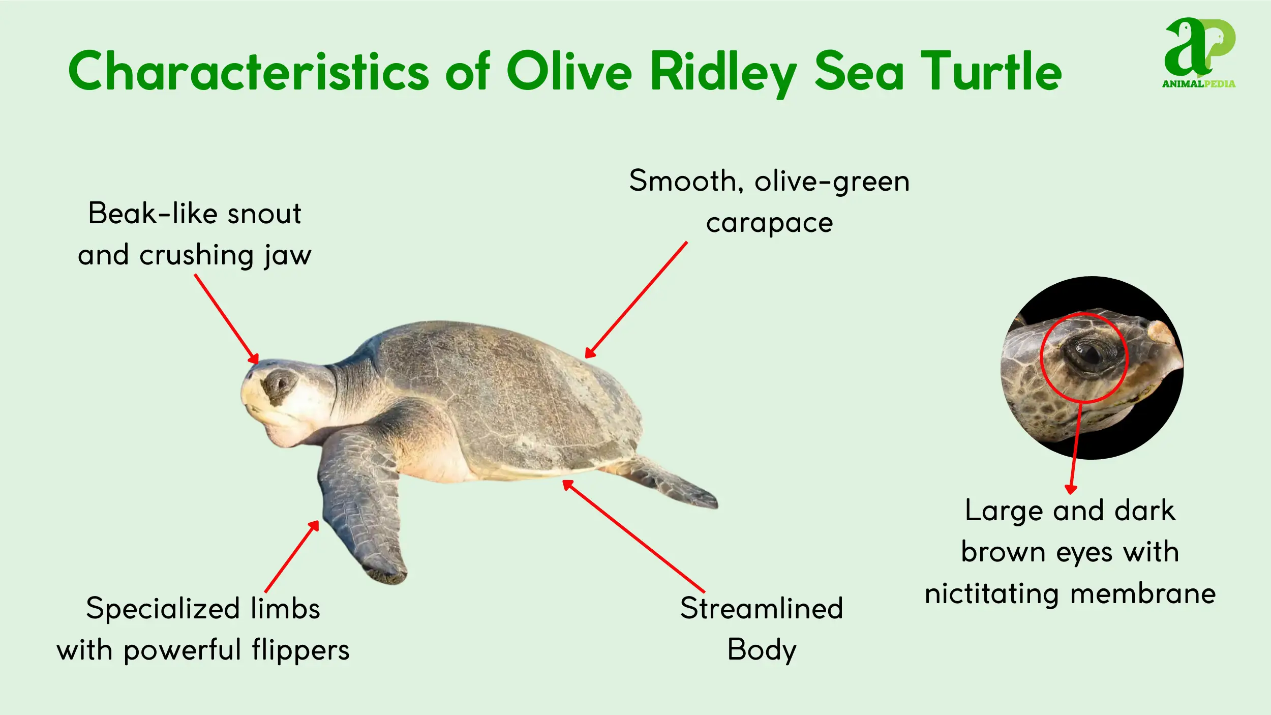 olive ridley sea turtle characteristics