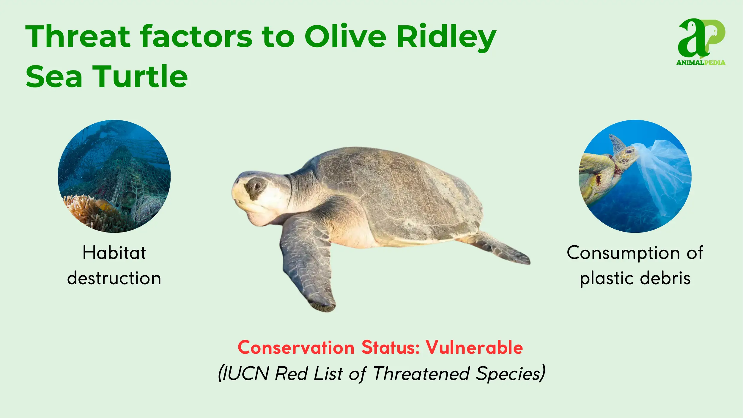 olive ridley sea turtle conservation vulnerable
