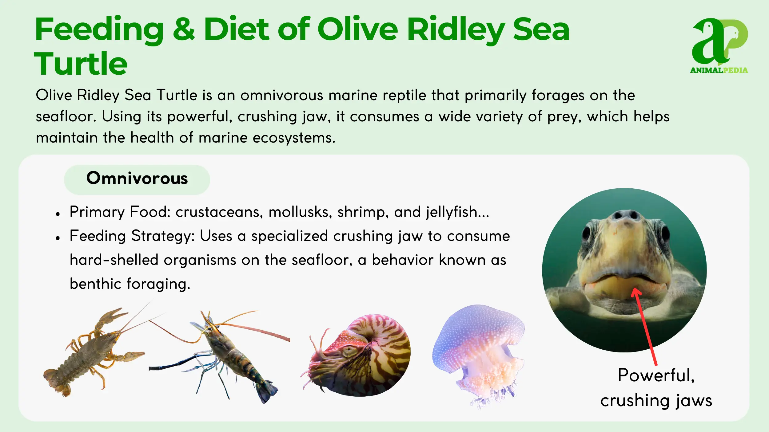 olive ridley sea turtle feeding