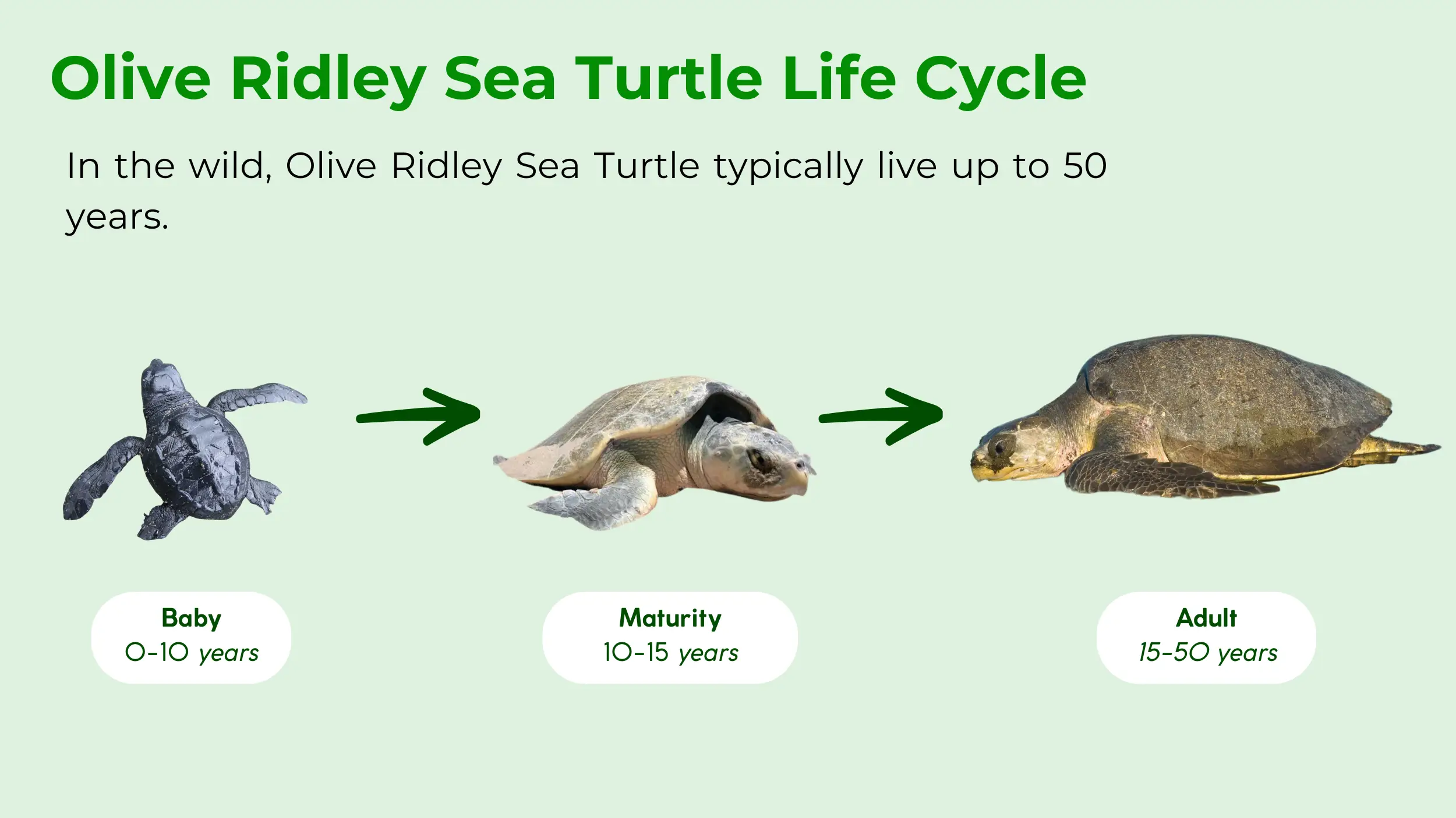 olive ridley sea turtle life span