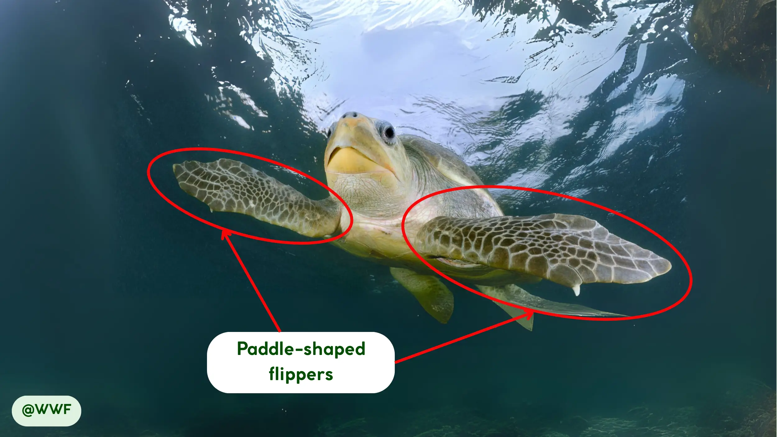 olive ridley sea turtle paddle shaped flippers