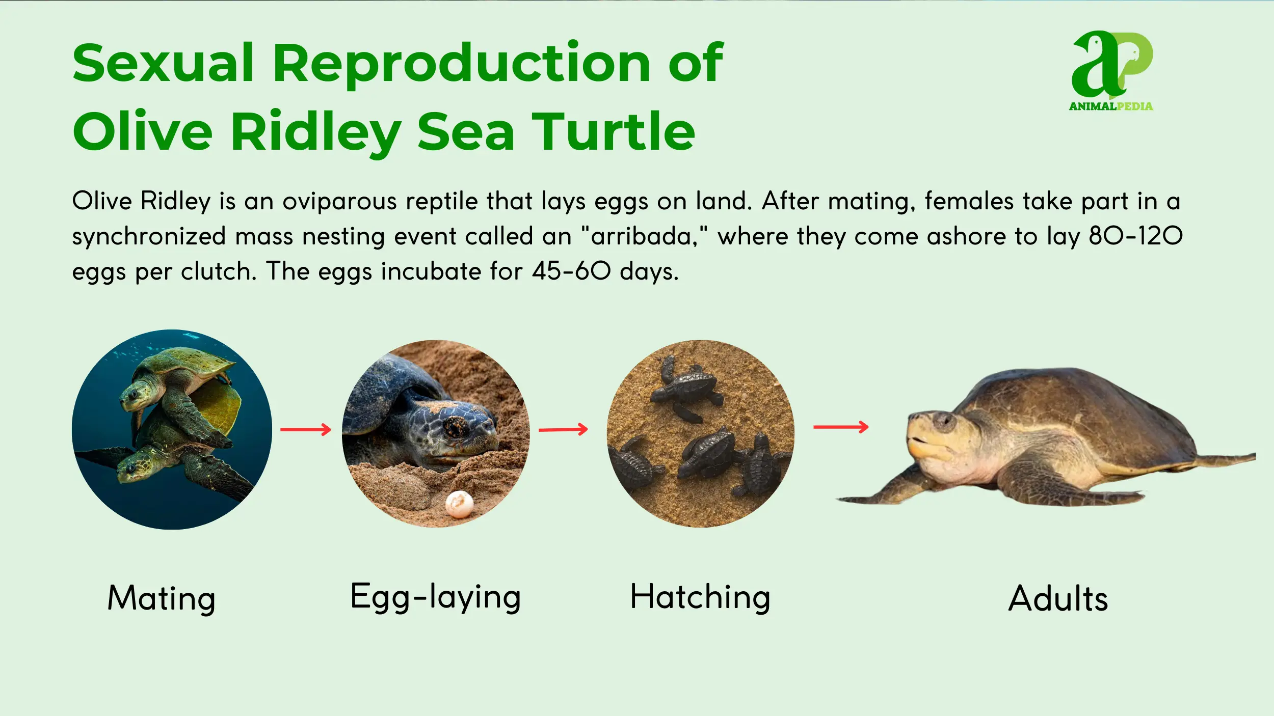 olive ridley sea turtle reproduction
