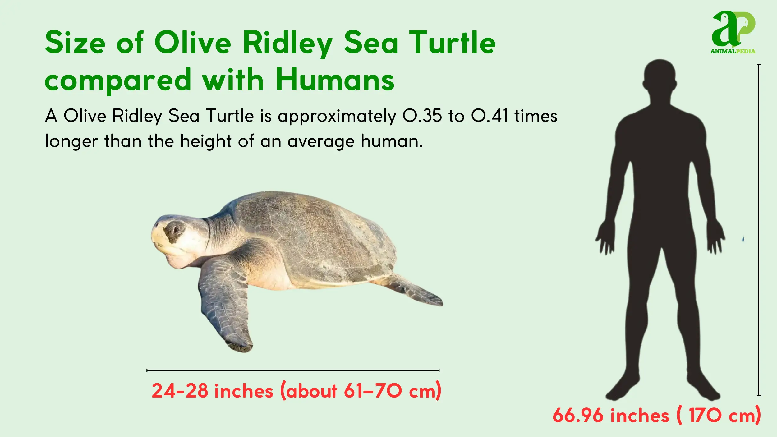 olive ridley sea turtle size