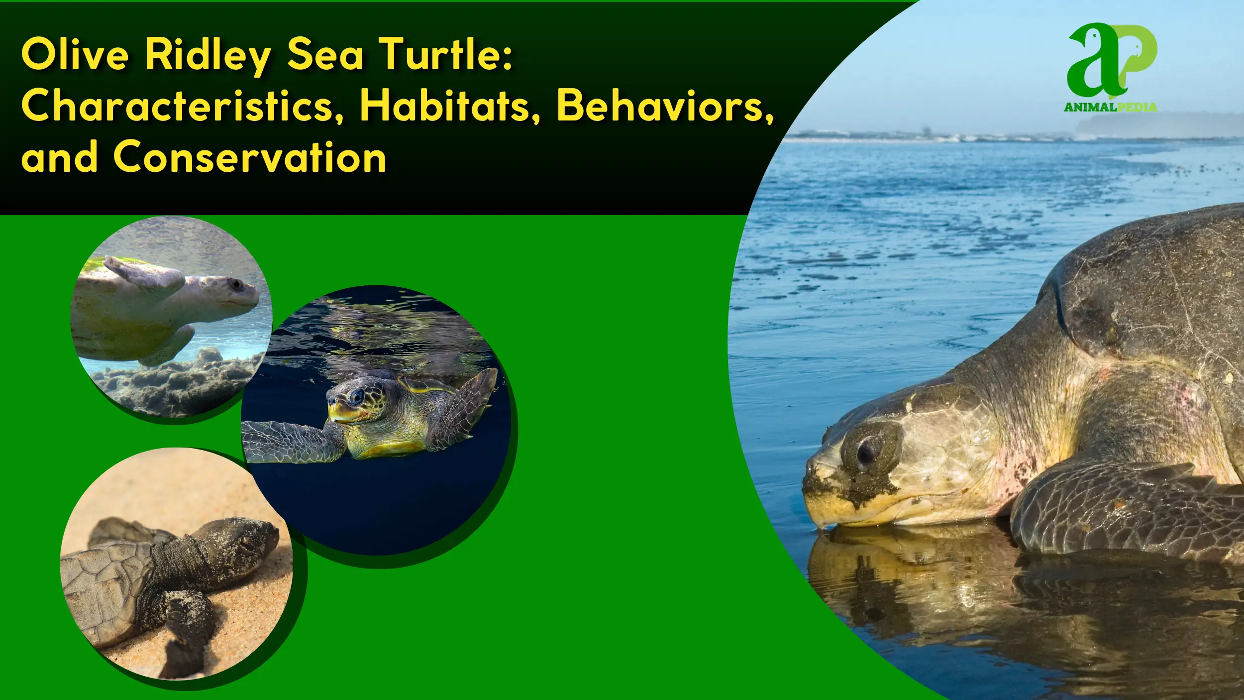 olive ridley sea turtle species guide