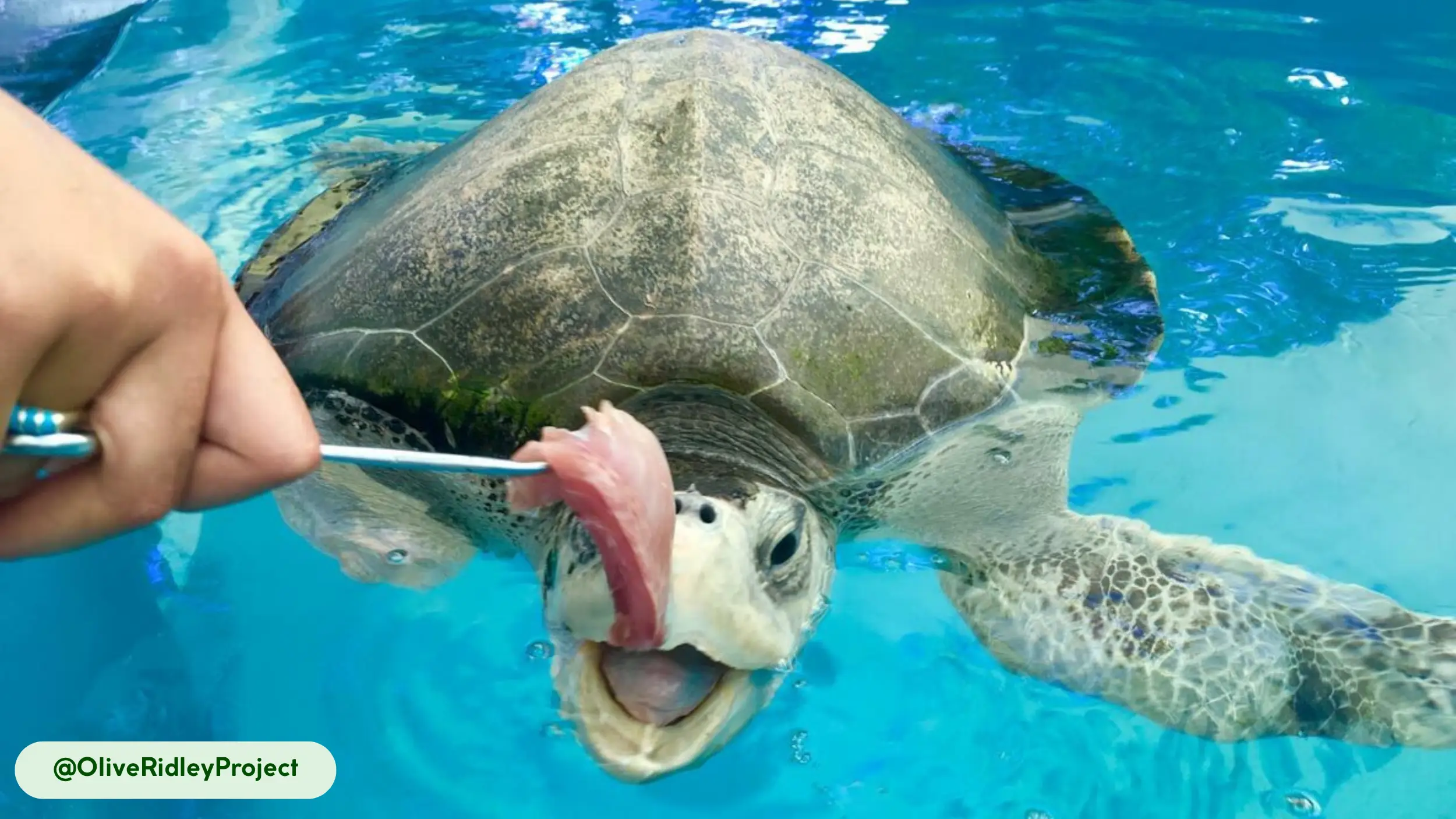 Olive Ridleys Sea Turtle eat varied prey