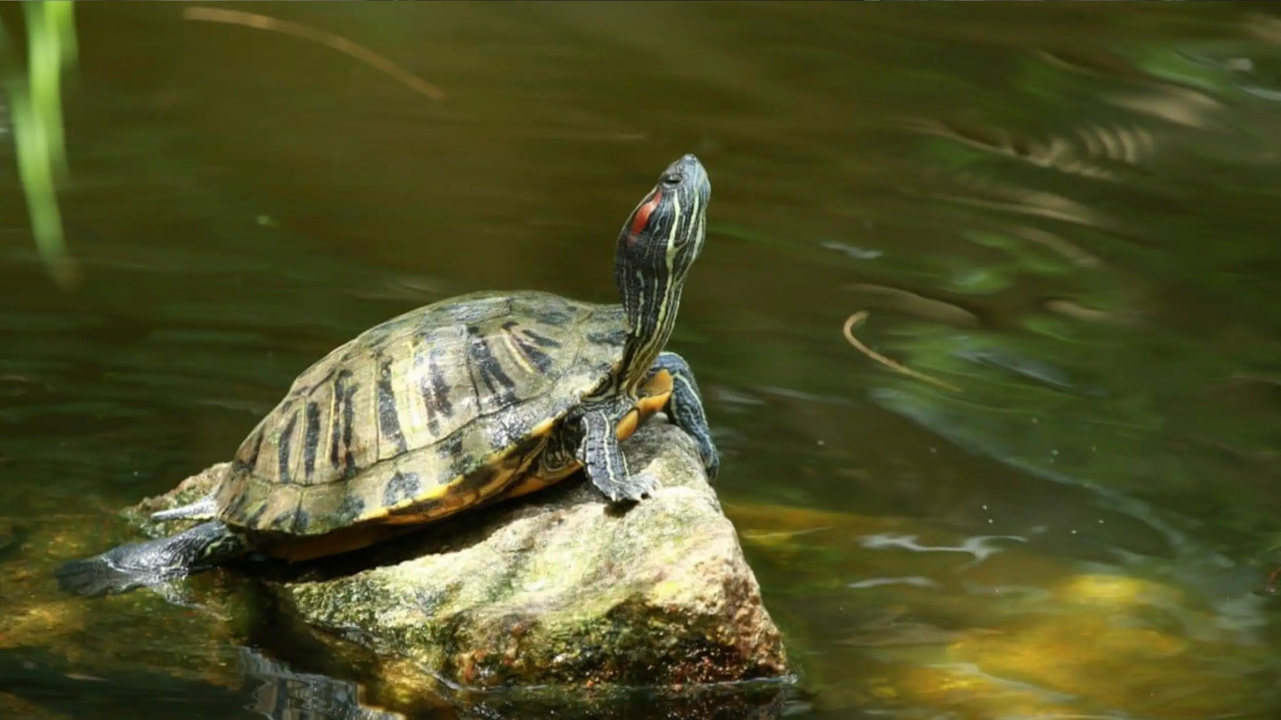 pond slider active daylight hours