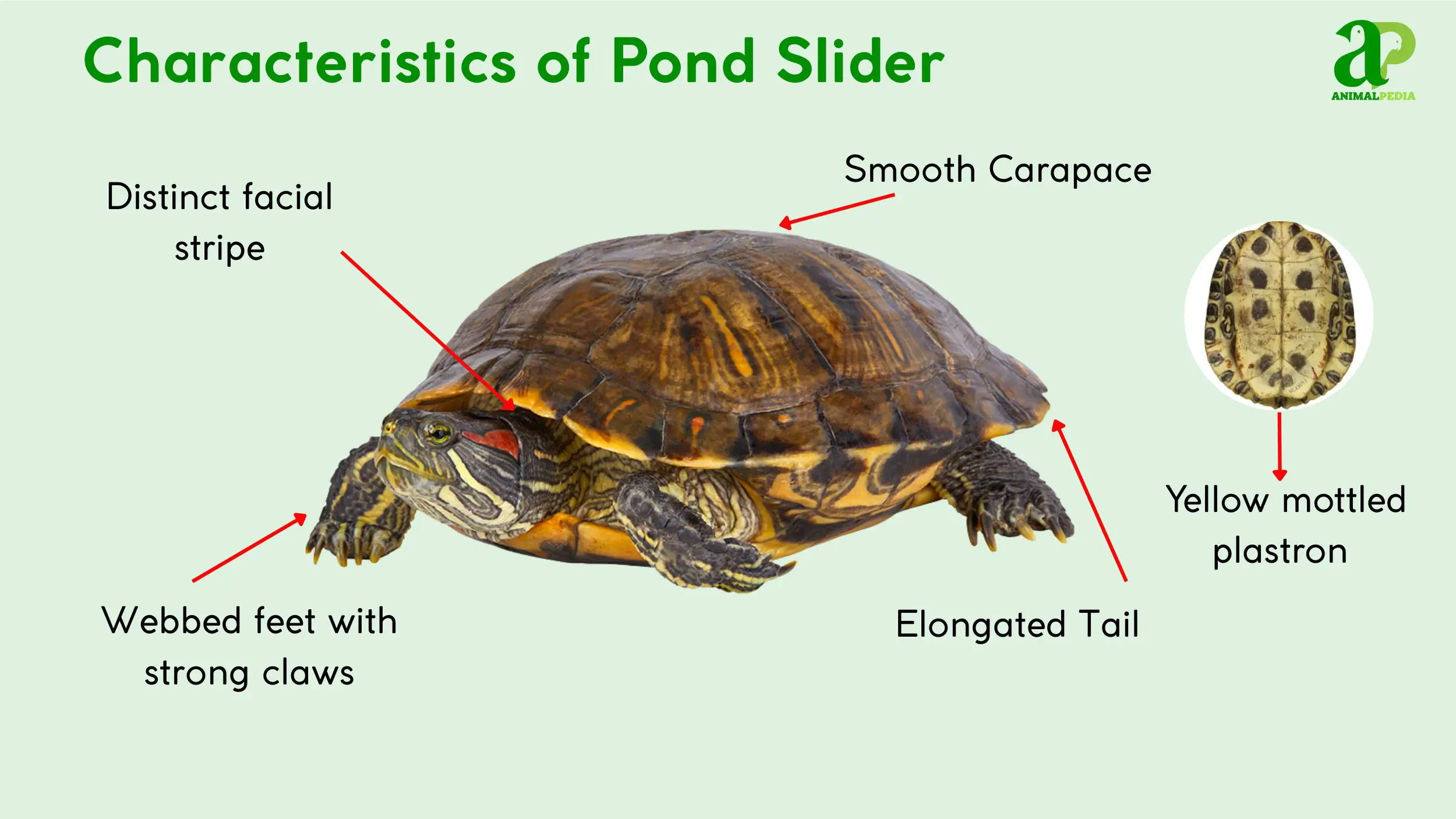 pond slider characteristics