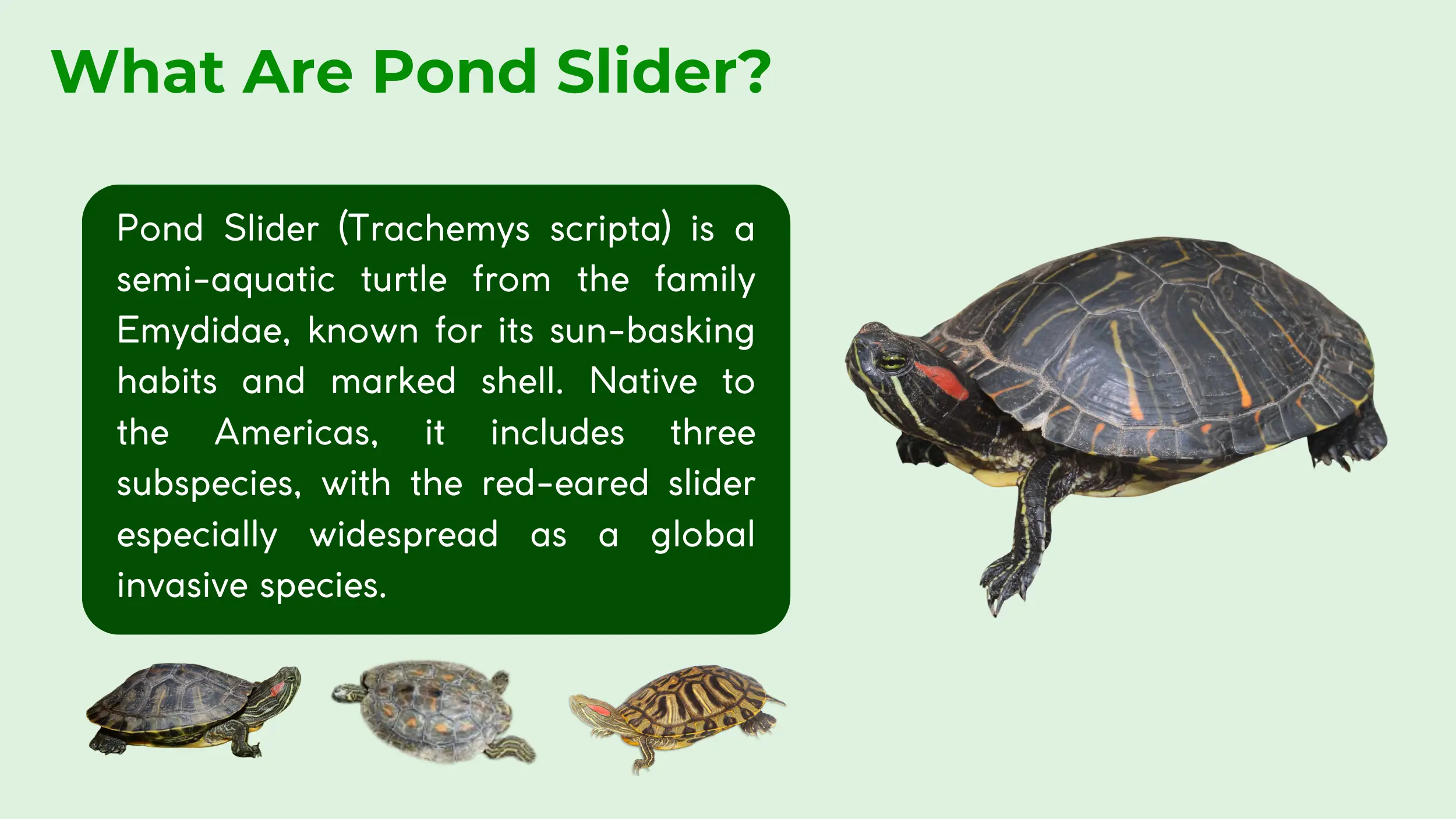 what are pond slider
