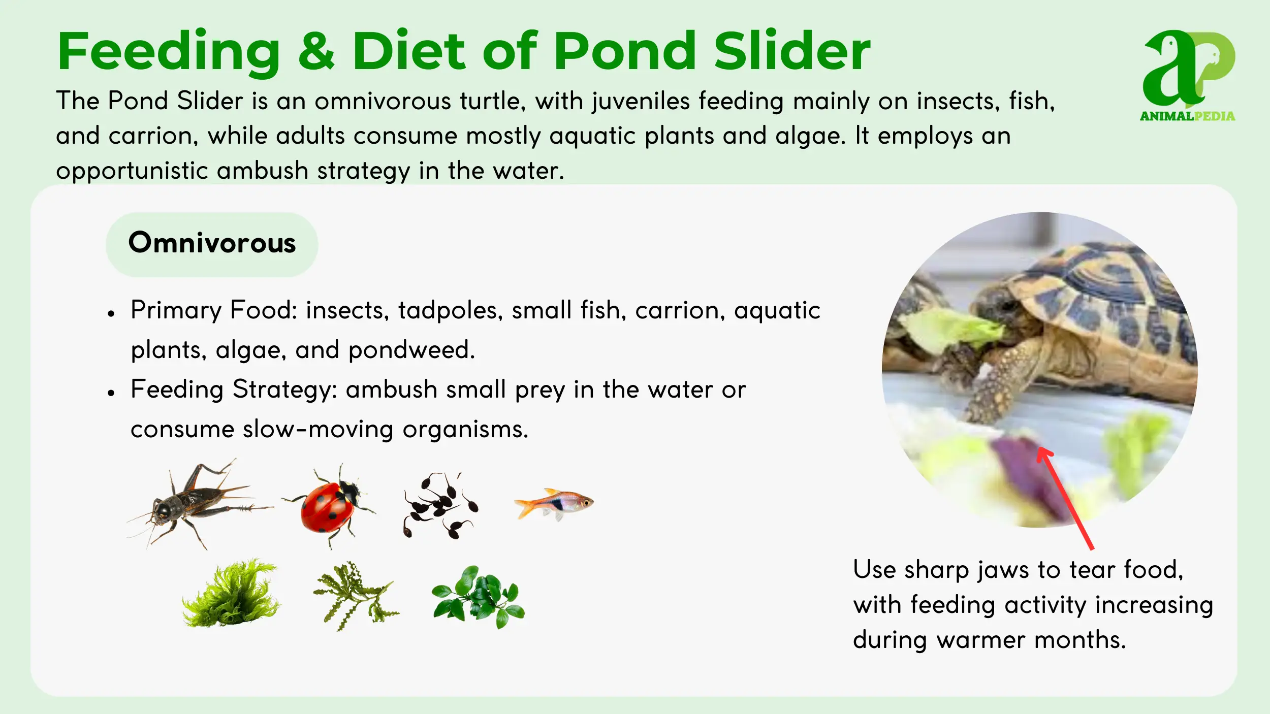pond slider diet and feeding