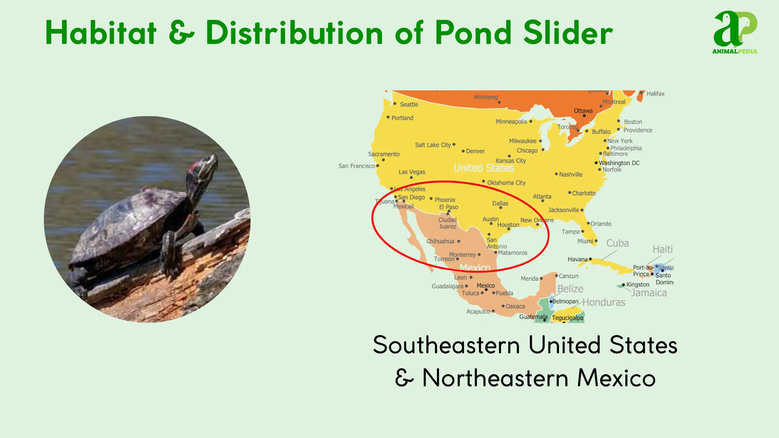 pond slider habitat and distribution