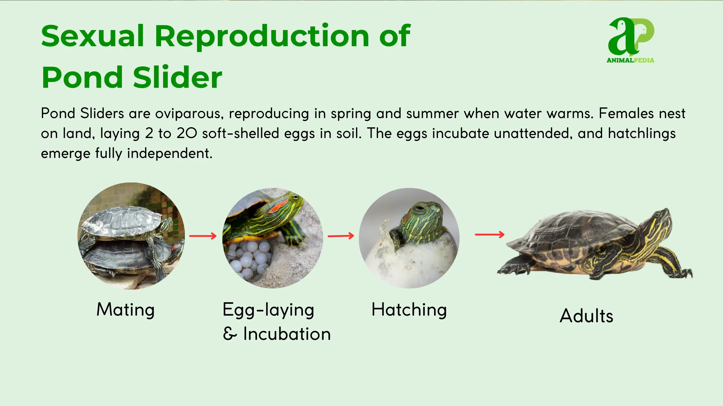 pond slider reproduce