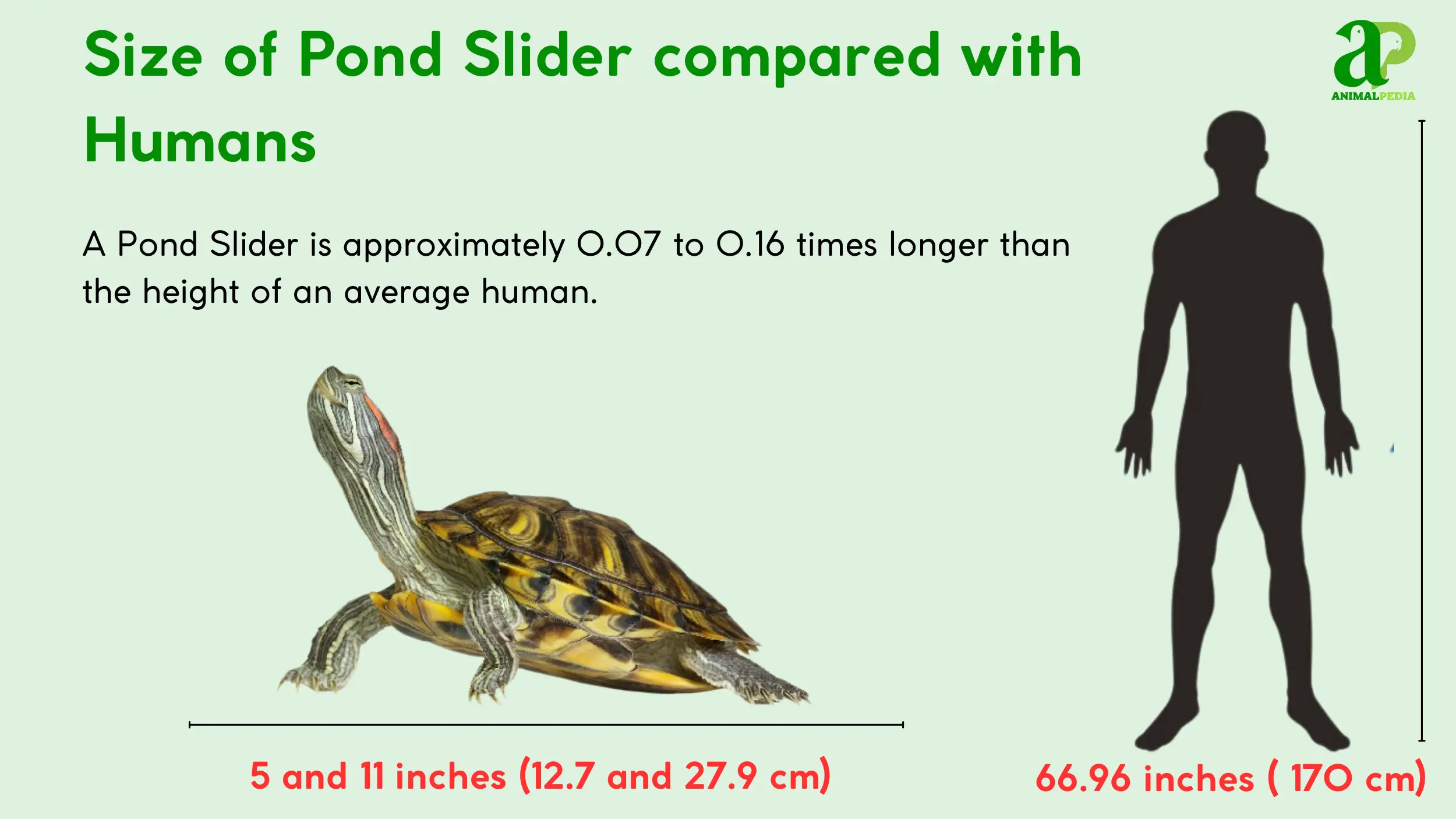 pond slider size measurement