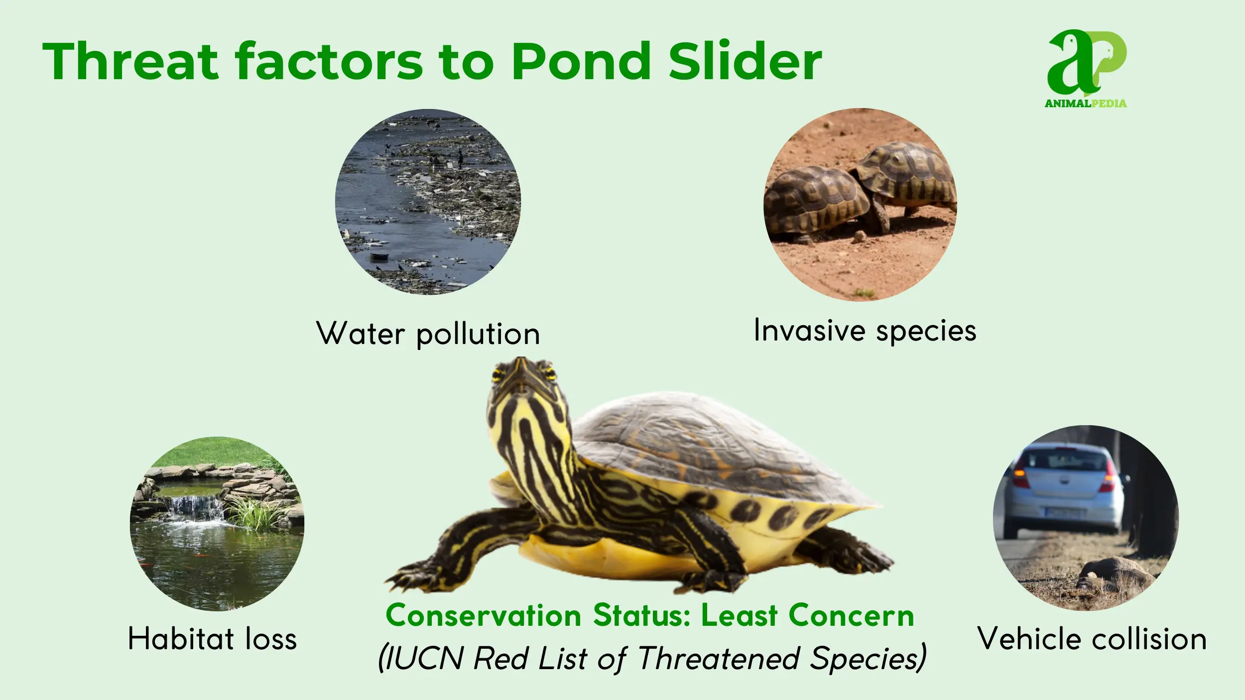 pond slider status conservation least concern