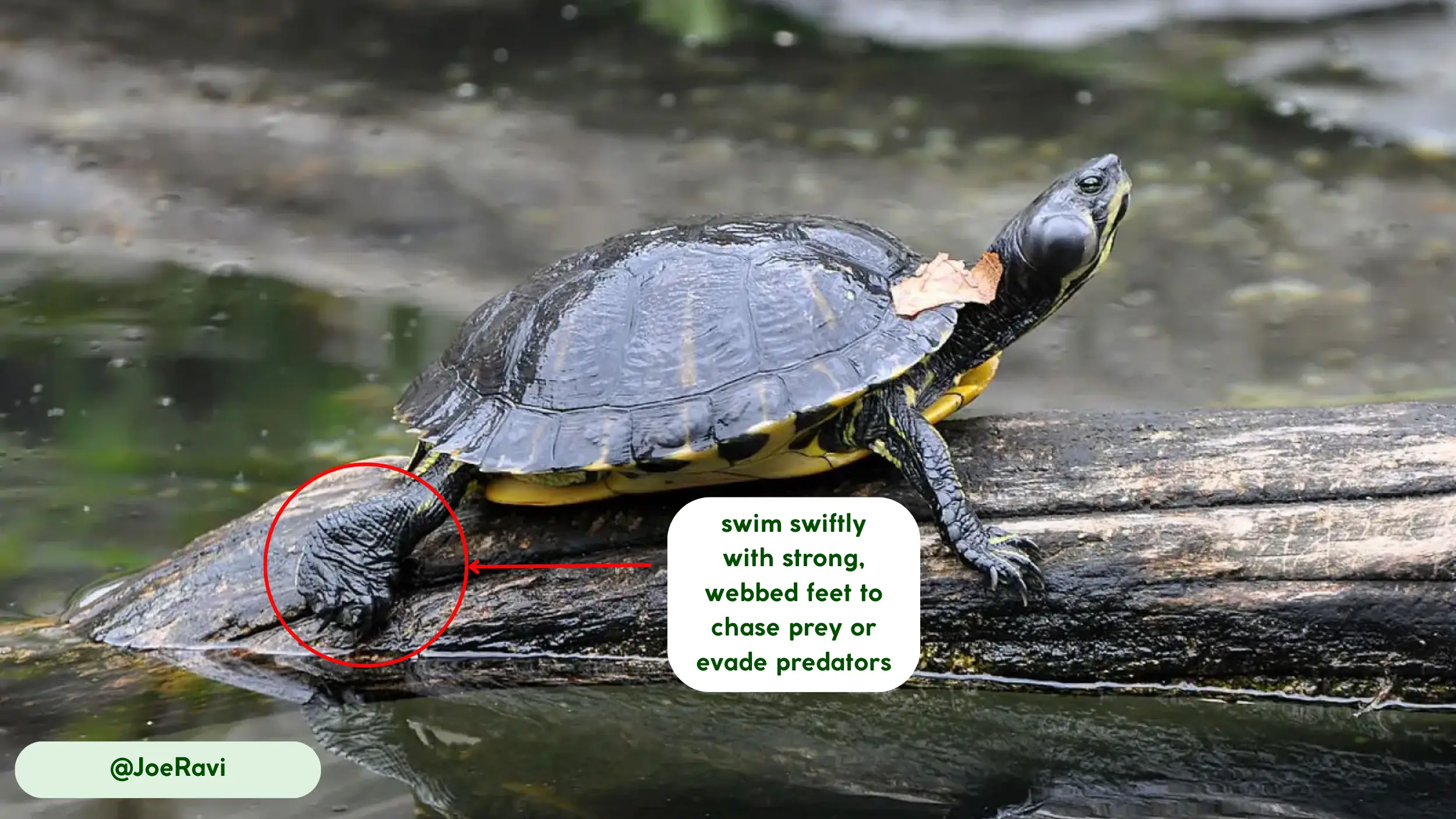 pond slider swim swiftly with strong