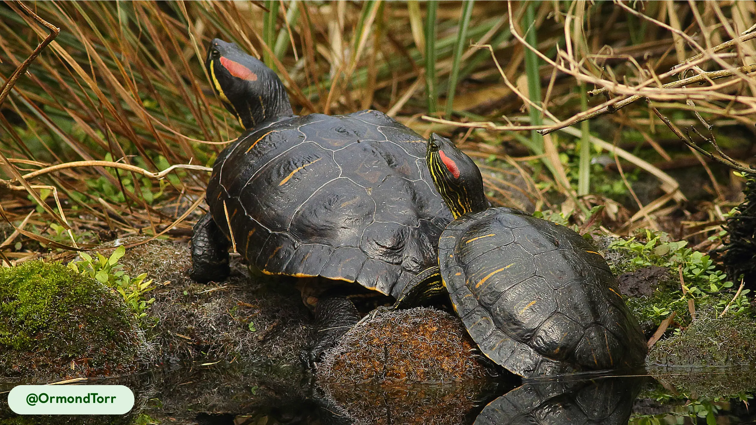 Pond Slider temperature dictates gender