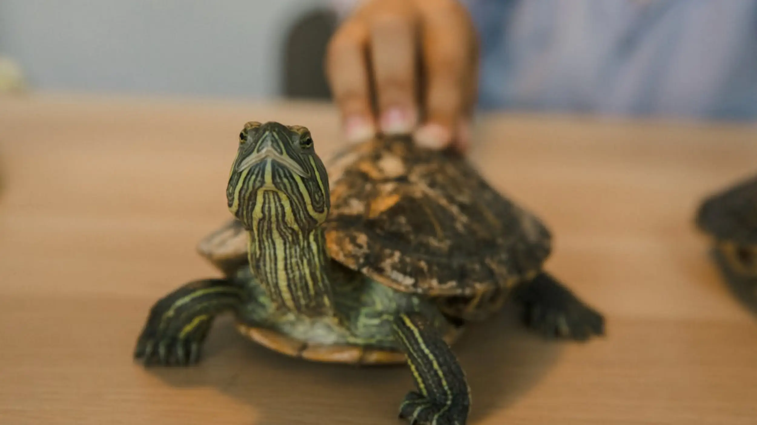 pond sliders are not inherently dangerous to humans