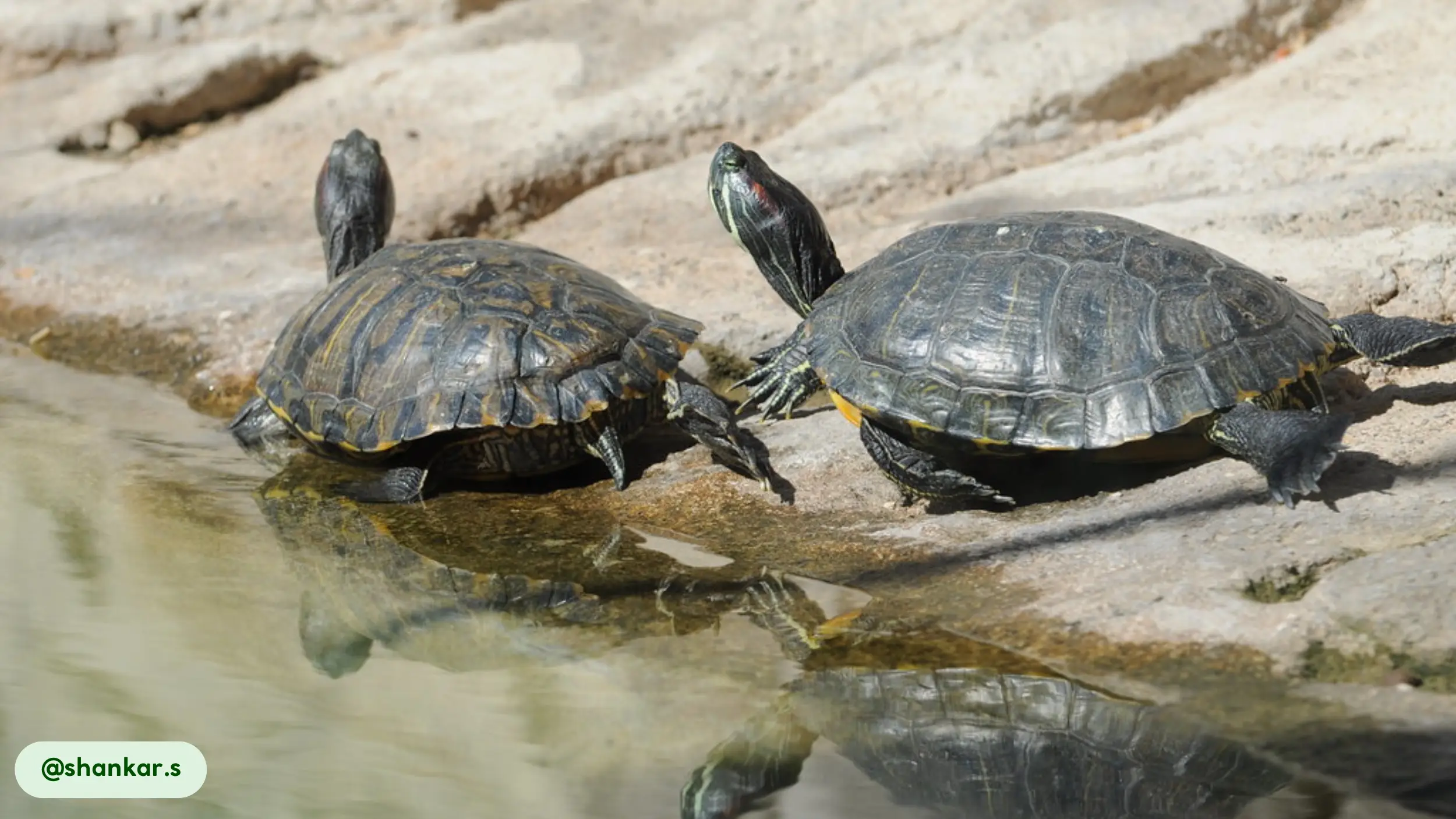 Pond Sliders can navigate back to their home