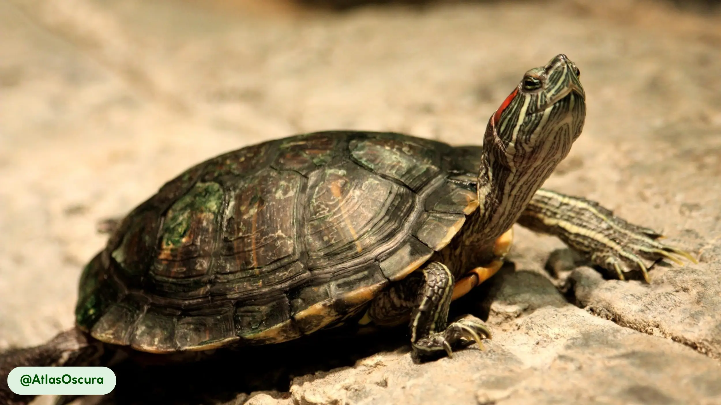 Pond Sliders lived long for over 50 years