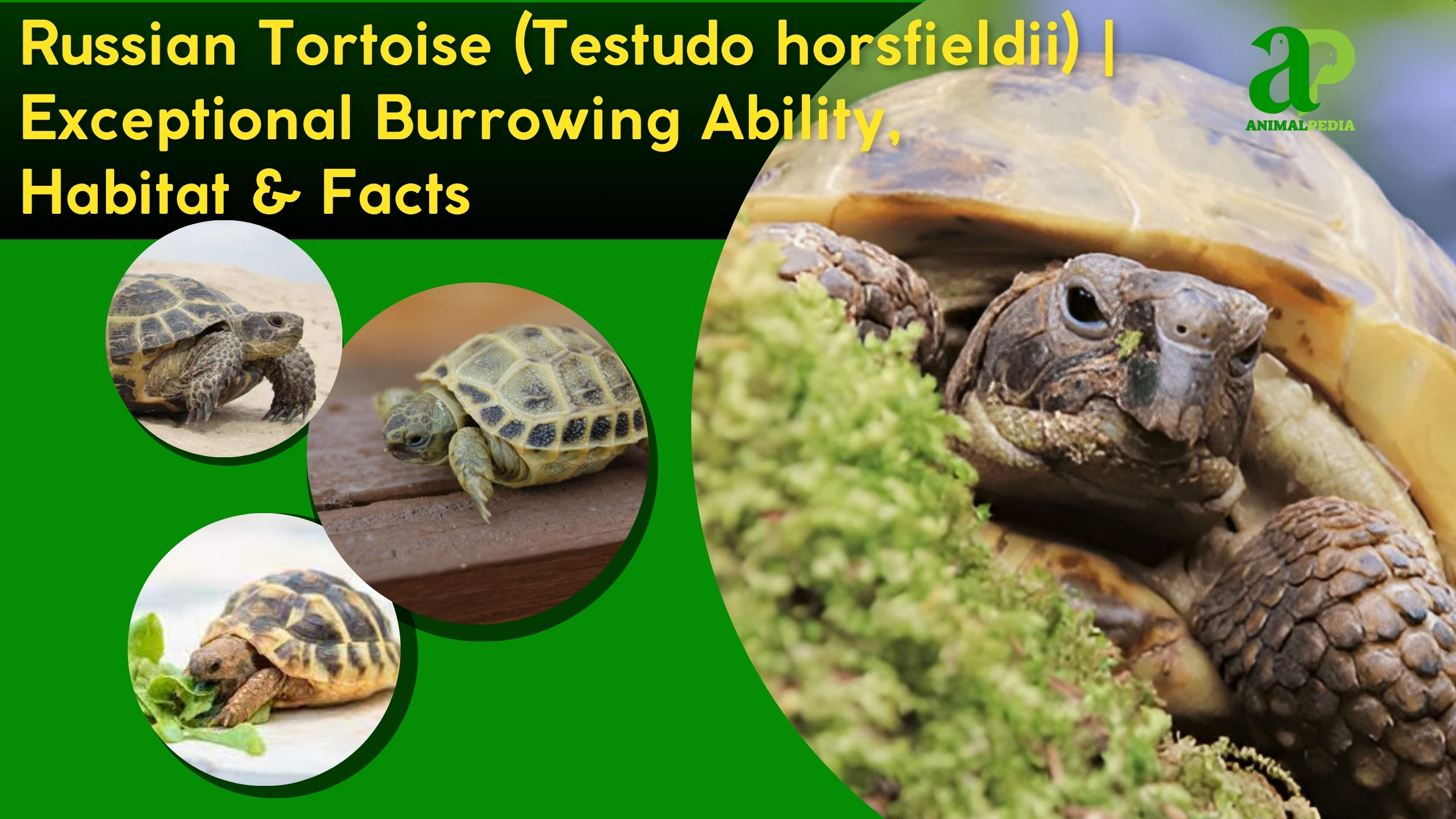 russian tortoise species guide
