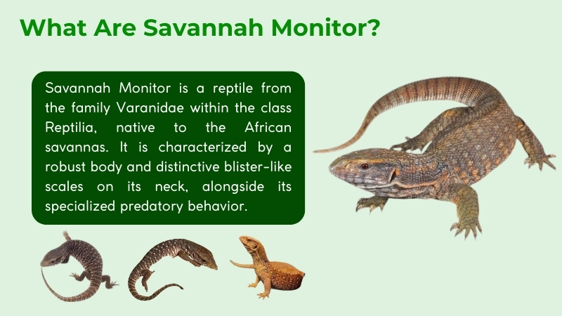 Savannah Monitor belongs to the Varanidae family