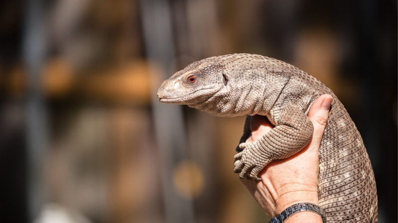 savannah monitor beneficial to humans