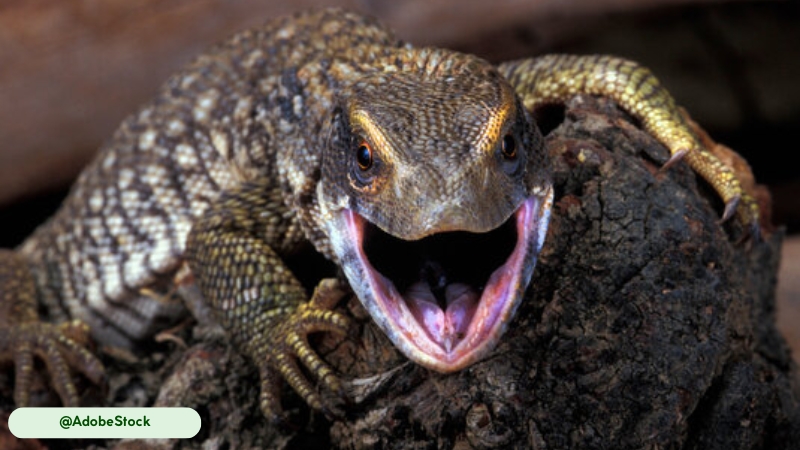 savannah monitor continuous tooth replacement