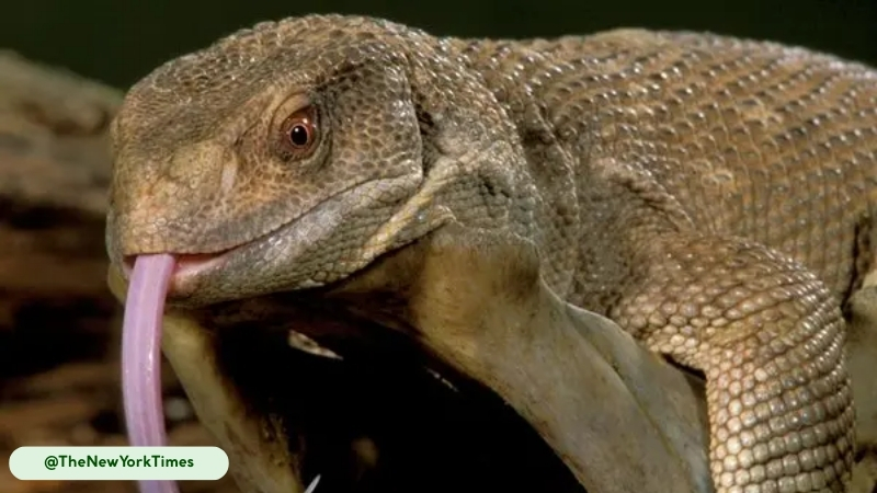 savannah monitor has avian like respiratory system