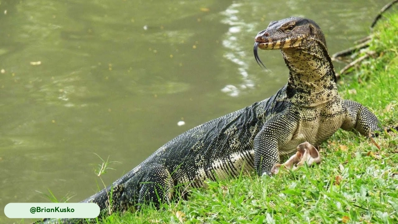 savannah monitor in a meadow
