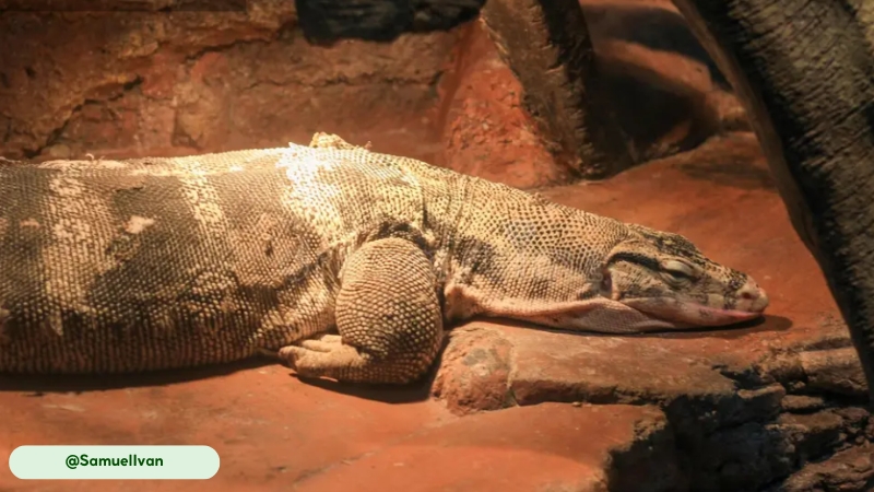 savannah monitor owned bony armor discovery