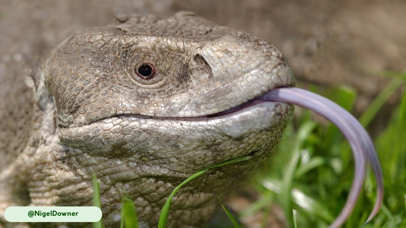savannah monitor tongue flicking for scent tracking