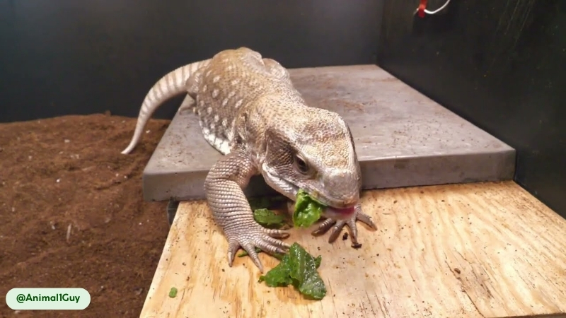 savannah monitor consume poisonous millipedes
