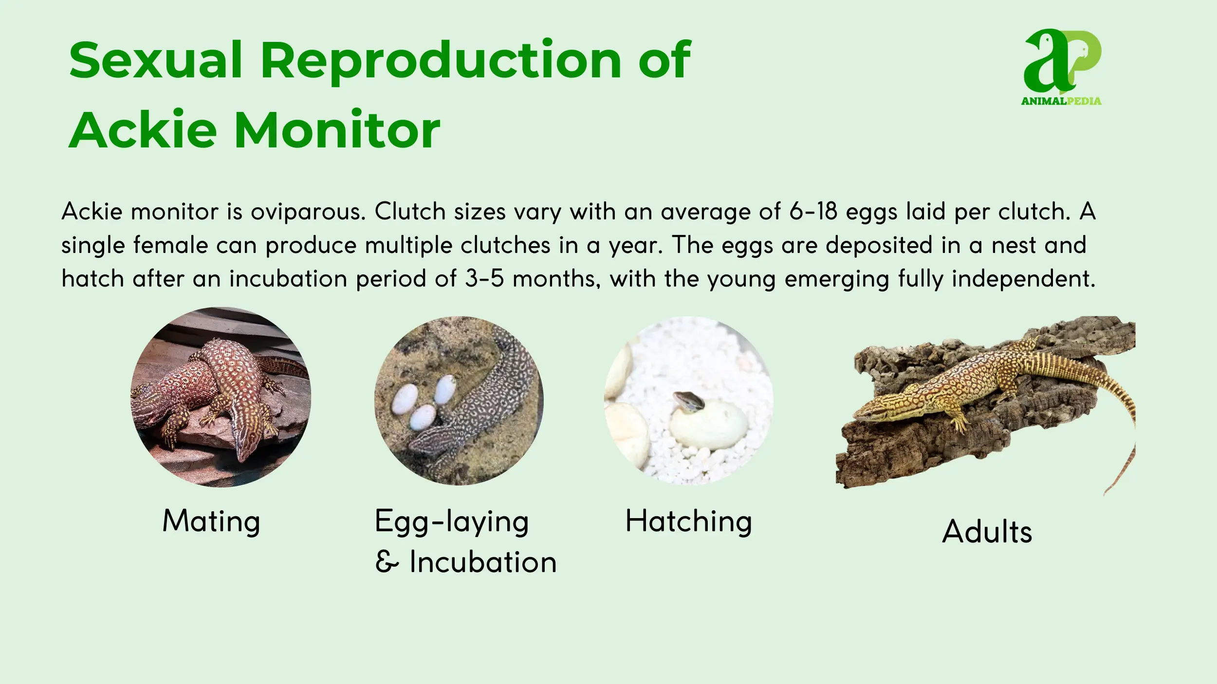 sexual reproduction of ackie monitor
