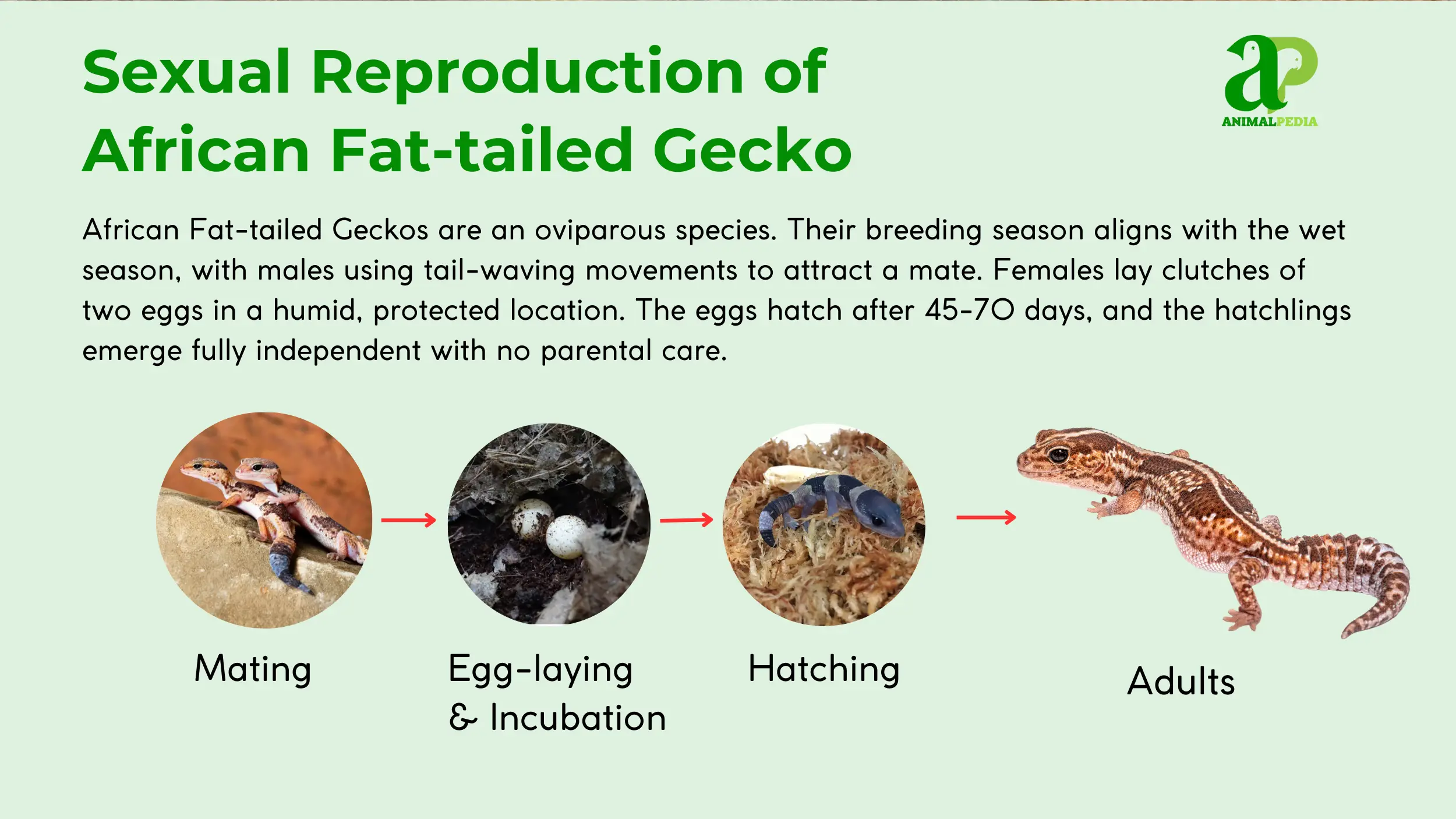 sexual reproduction of african fat tailed gecko