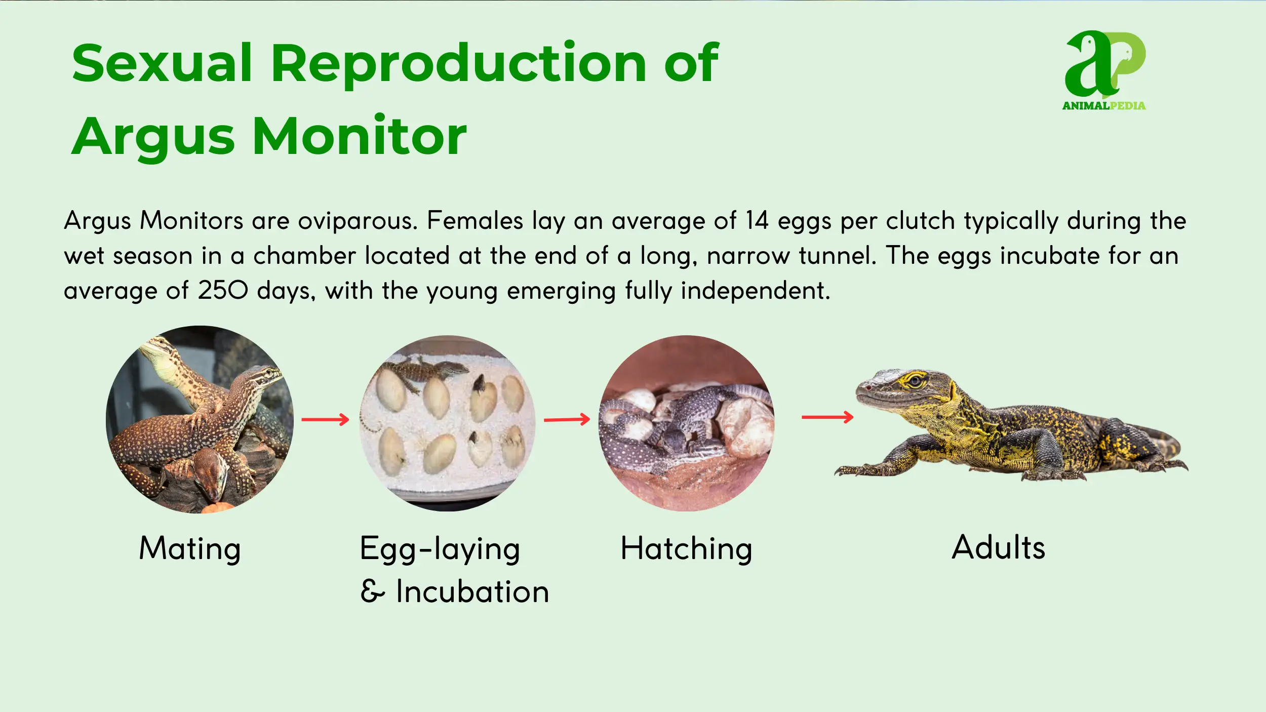 sexual reproduction of argus monitor