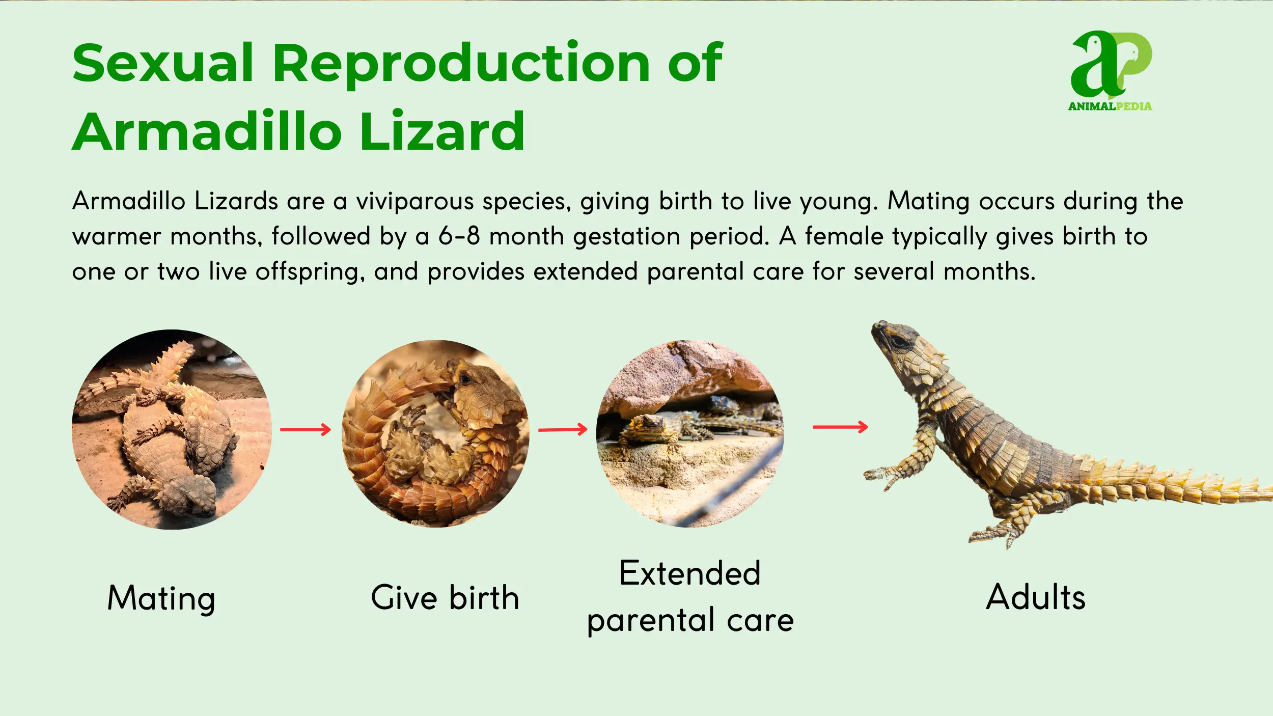 sexual reproduction of armadillo lizard