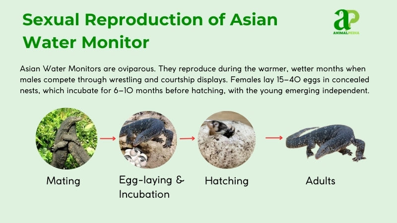 sexual reproduction of asian water monitor