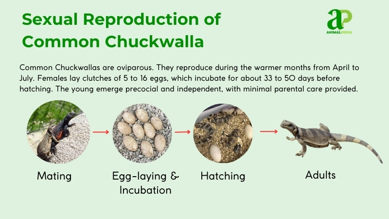 Sexual reproduction of common chuckwalla