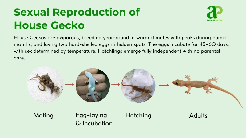 sexual reproduction of common house gecko