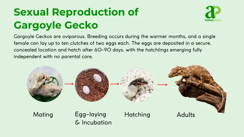 sexual reproduction of gargoyle gecko